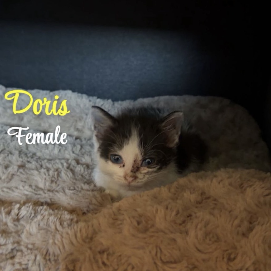 Doris, available for adoption