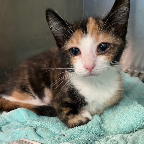 DELICATA - Domestic Shorthair available for adoption