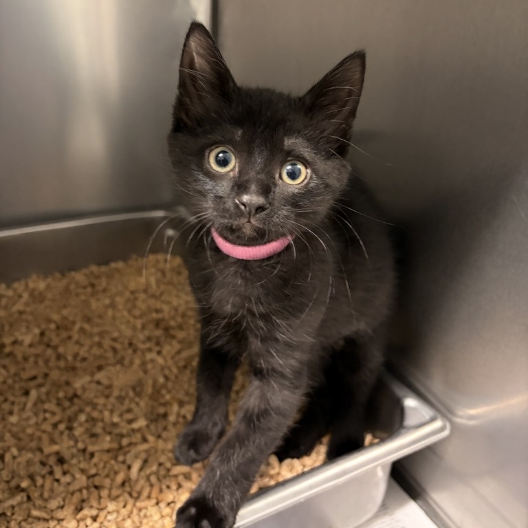 NOOR (BONDED TO FROGGY) - Domestic Shorthair available for adoption