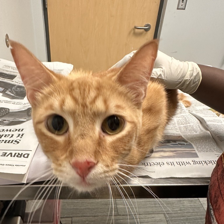 FISH SAUCE - Domestic Longhair available for adoption