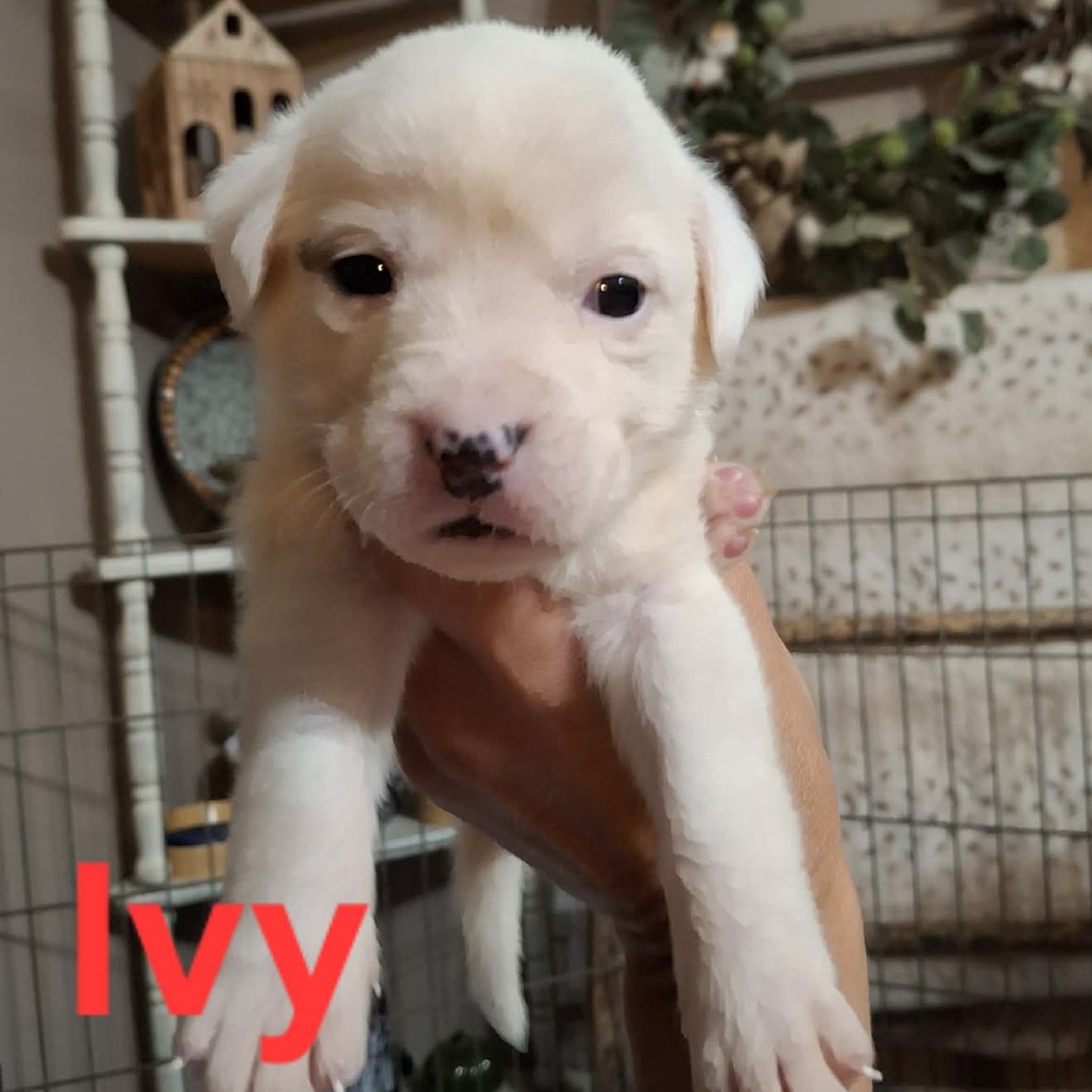Ivy