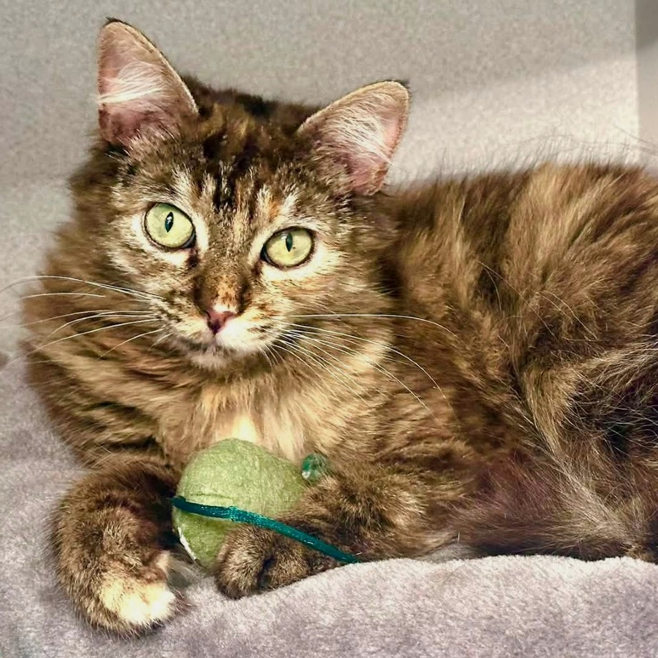 KIESZA - Domestic Longhair available for adoption