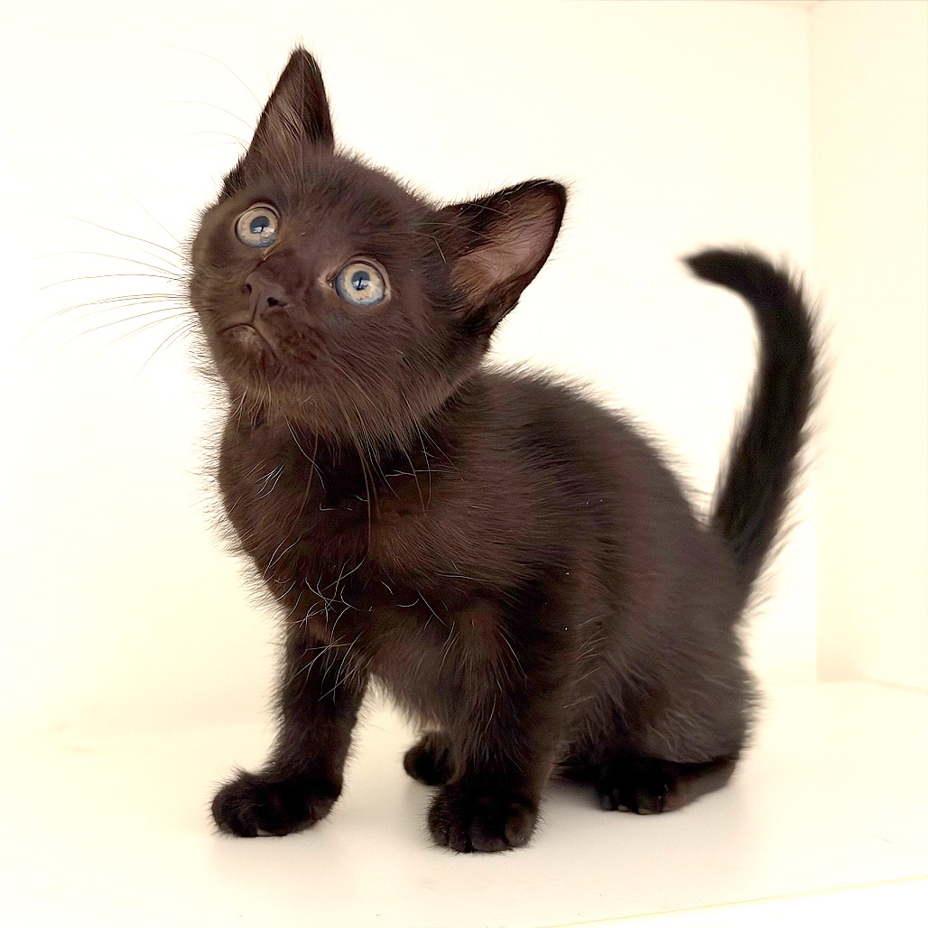 BARREL - Domestic Shorthair / Domestic Shorthair available for adoption