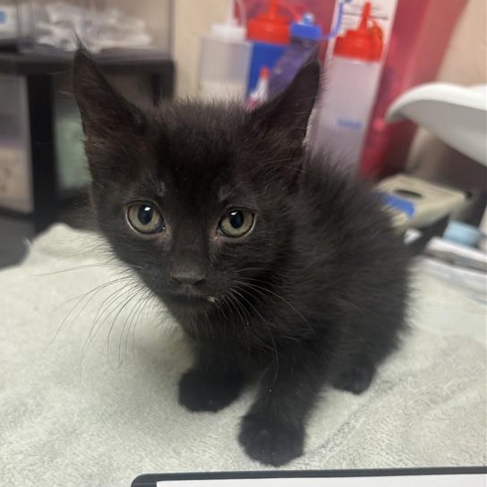 ROADRUNNER - Domestic Shorthair available for adoption