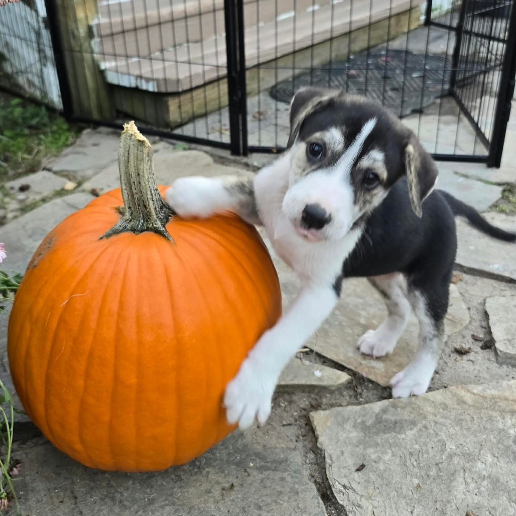Kairo, an adoptable Pyrenees, Great/Mixed Breed (Large)
