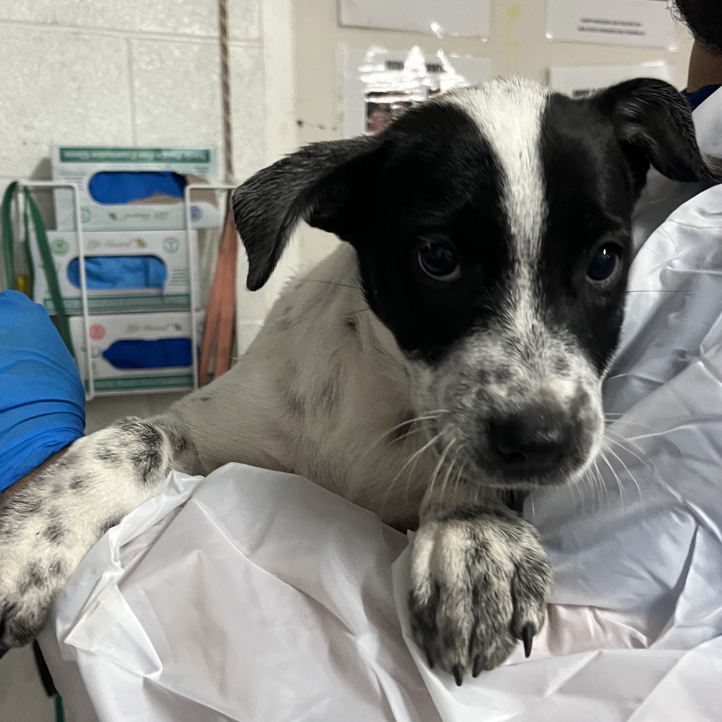Photo of Panda, available for adoption at PVAS
