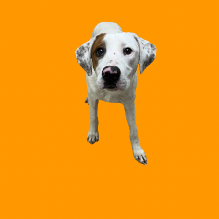 Tusc Stray 83059 2 3