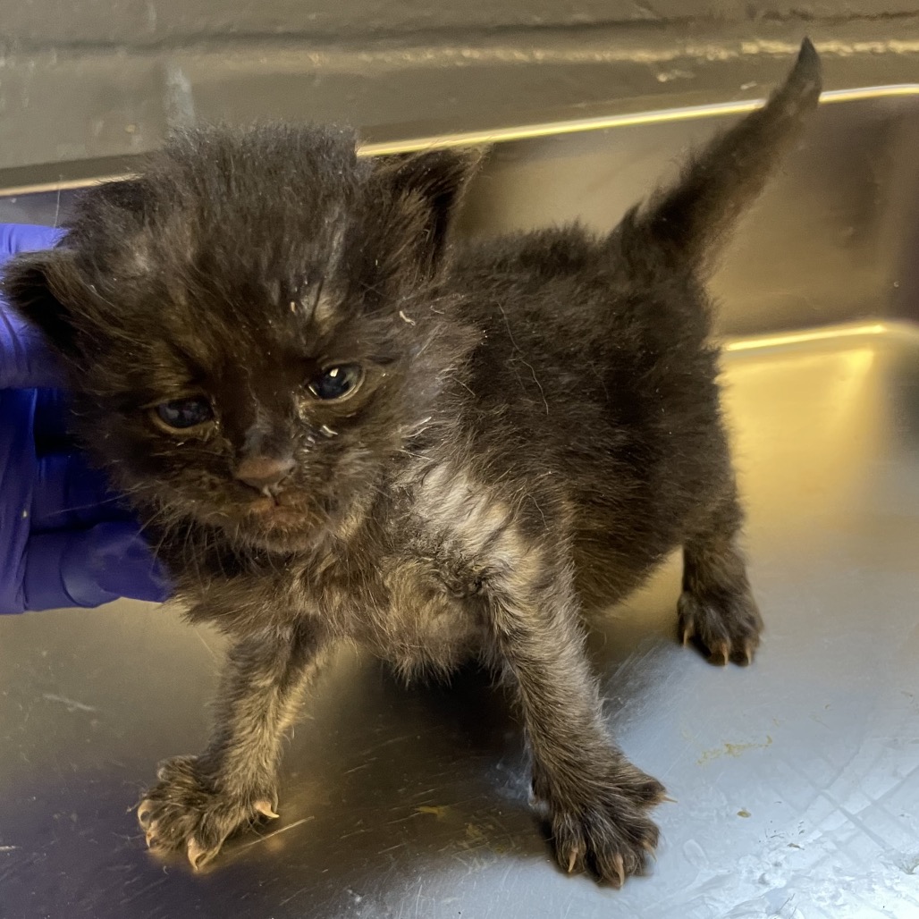 Tusc Stray 84064 2 3