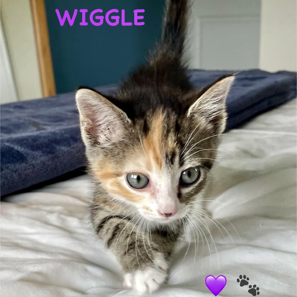 WIGGLE (BONDED WITH GIGGLE) - Domestic Shorthair available for adoption