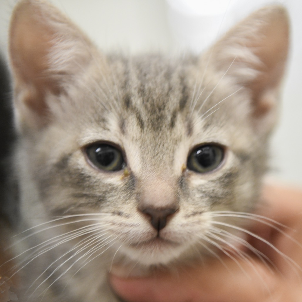 Pioneer - Domestic Shorthair