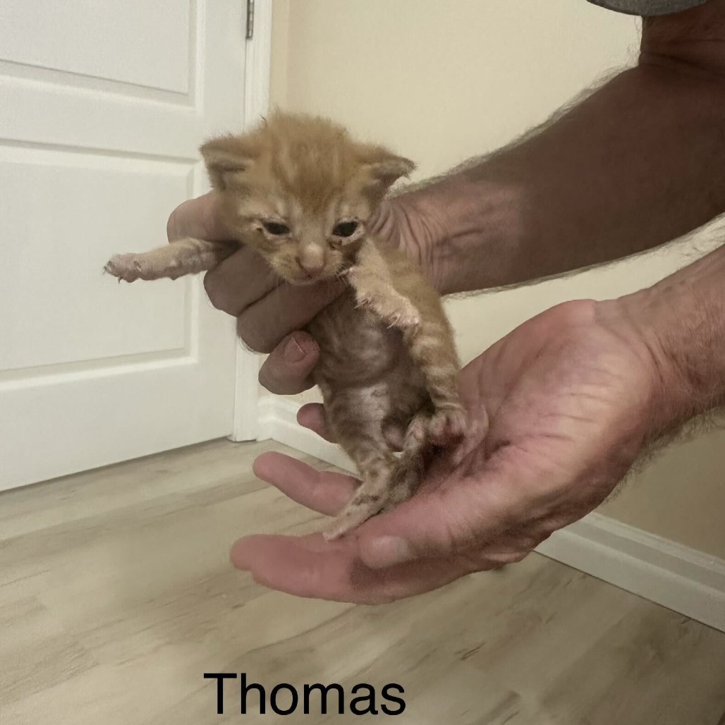 Thomas