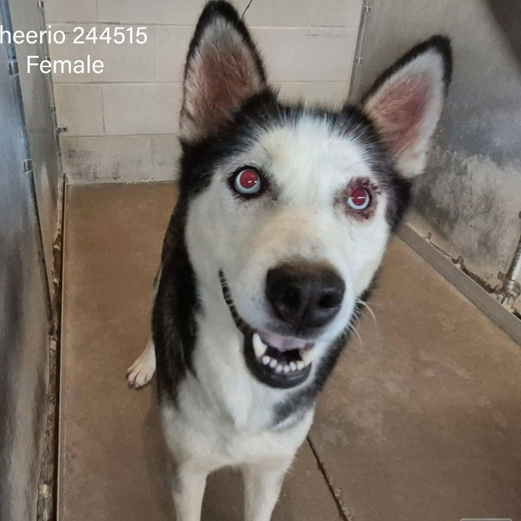 CHEERIO - Husky / Mix available for adoption