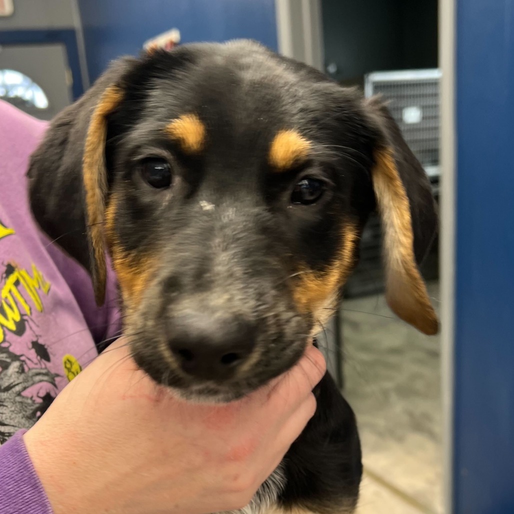 KELSEY - Shepherd / Mix available for adoption