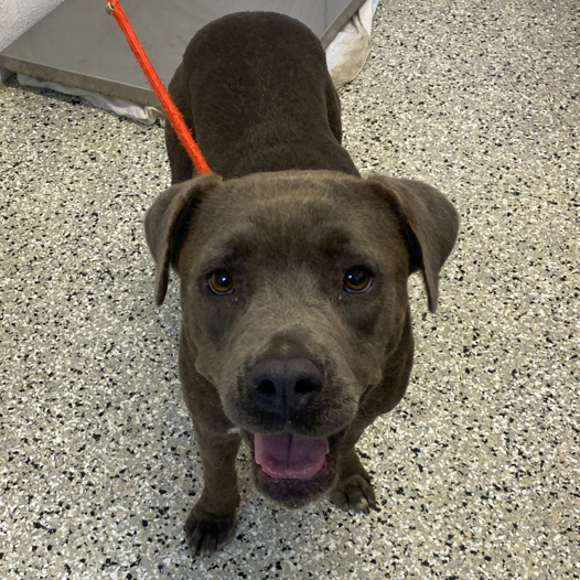 ANGEL - Terrier, American Staffordshire / Mix available for adoption