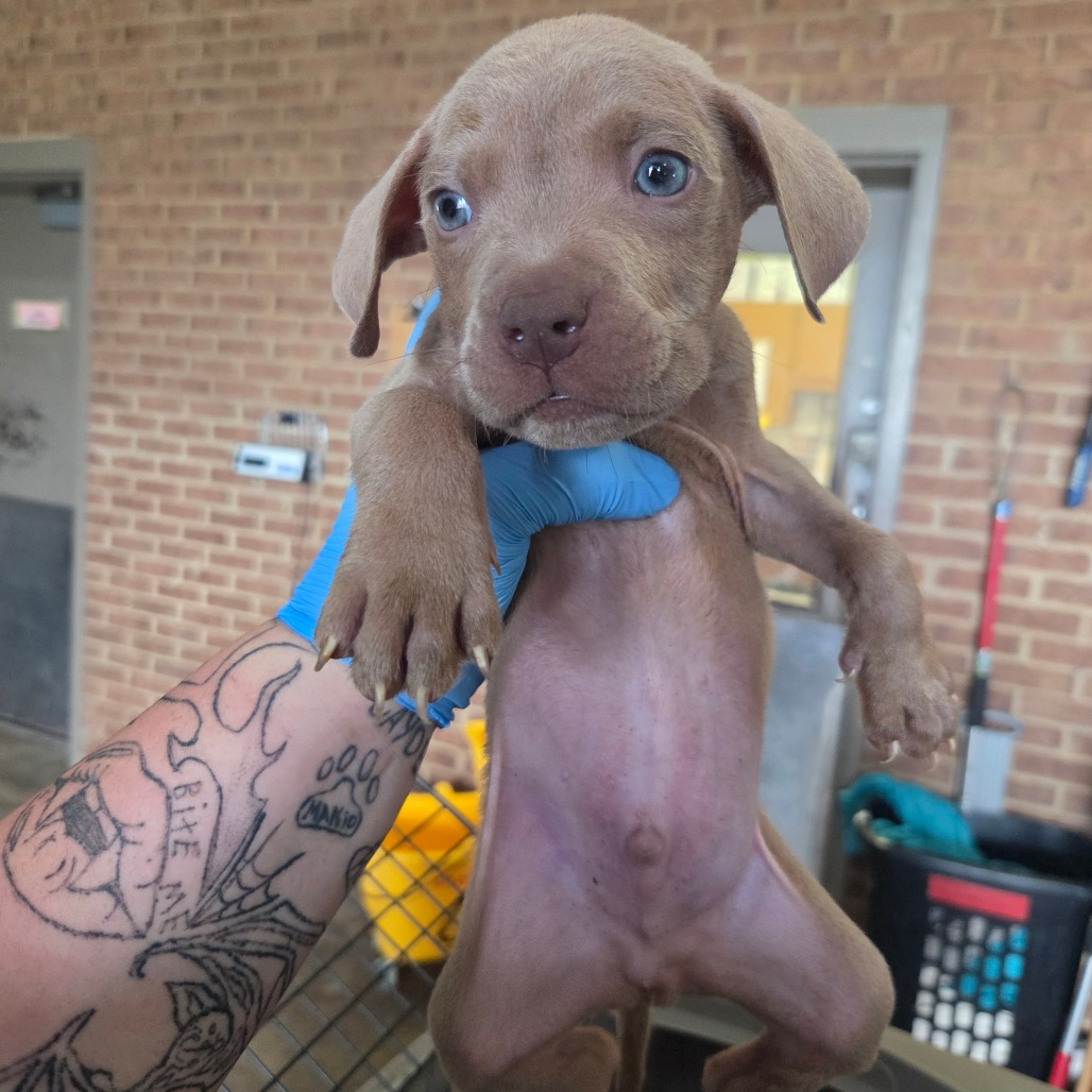 Pit Bull