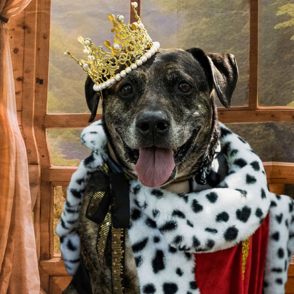 Fury, photo 23