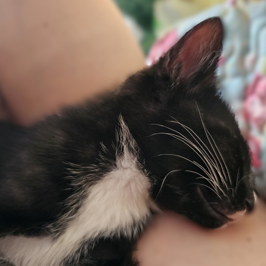 BULL SHARK - Domestic Shorthair available for adoption