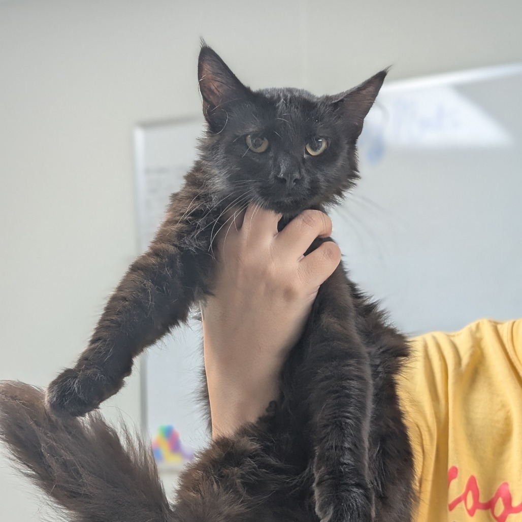 Hilda