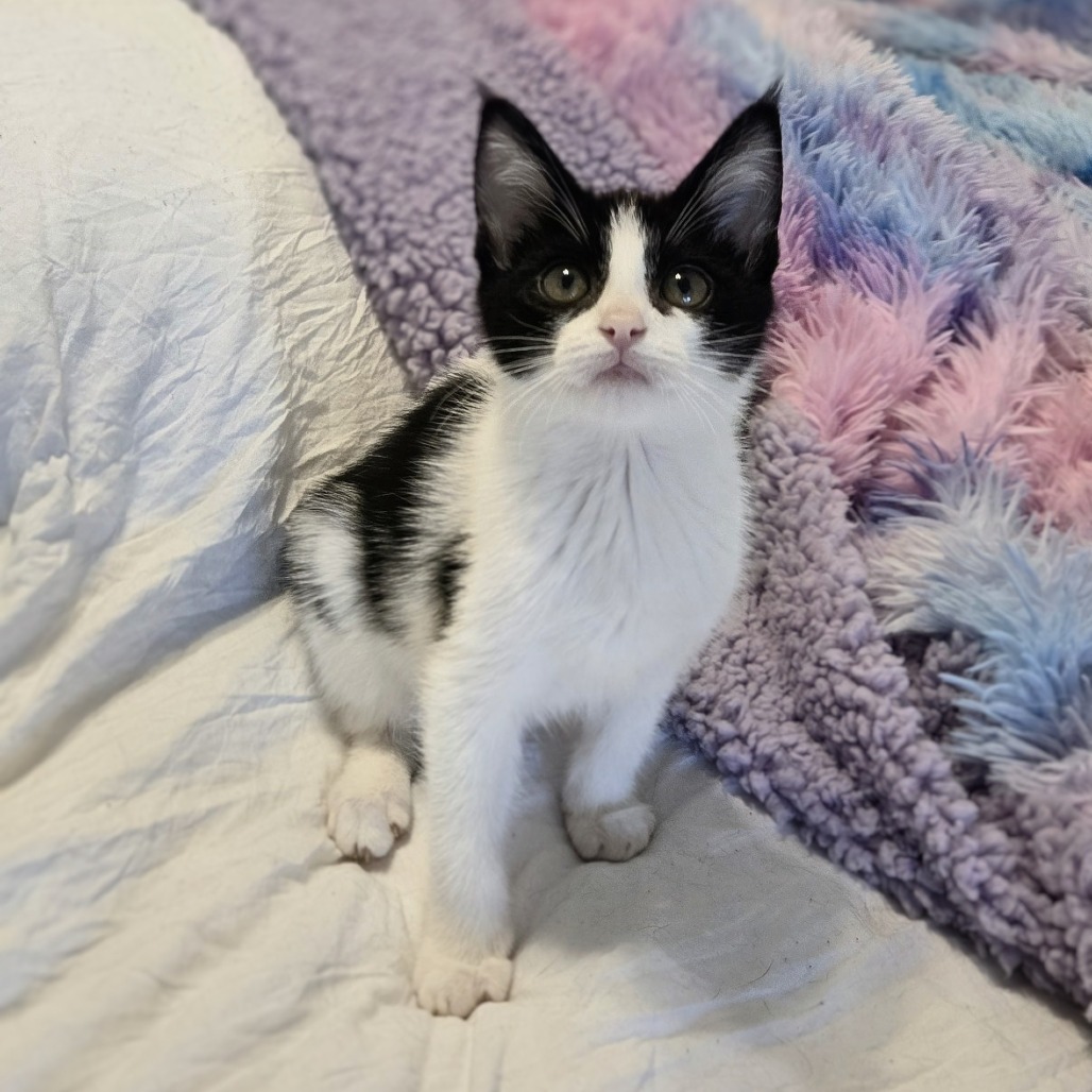 Magpie: Female 2 Domestic Shorthair