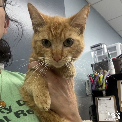 ROSEMARY - Domestic Shorthair available for adoption