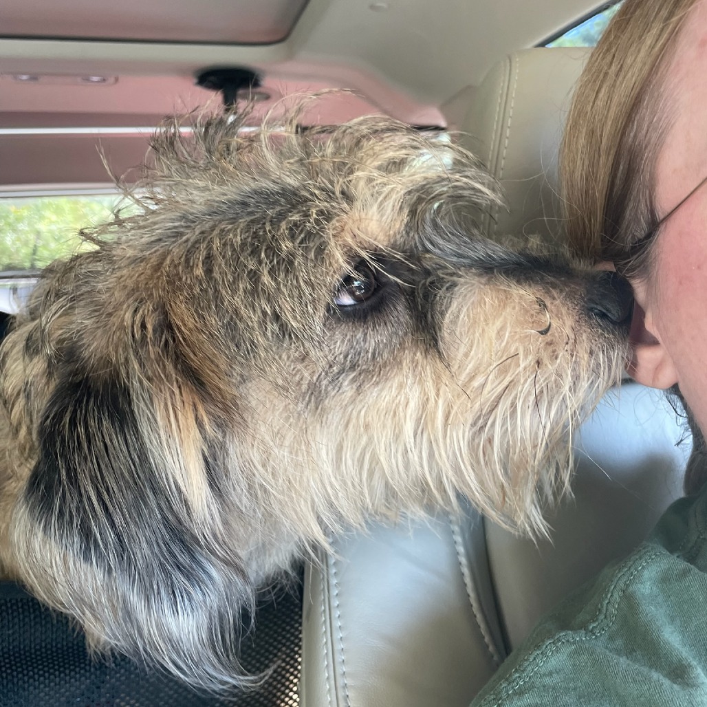 POLO - Terrier / Mixed Breed (Medium) available for adoption