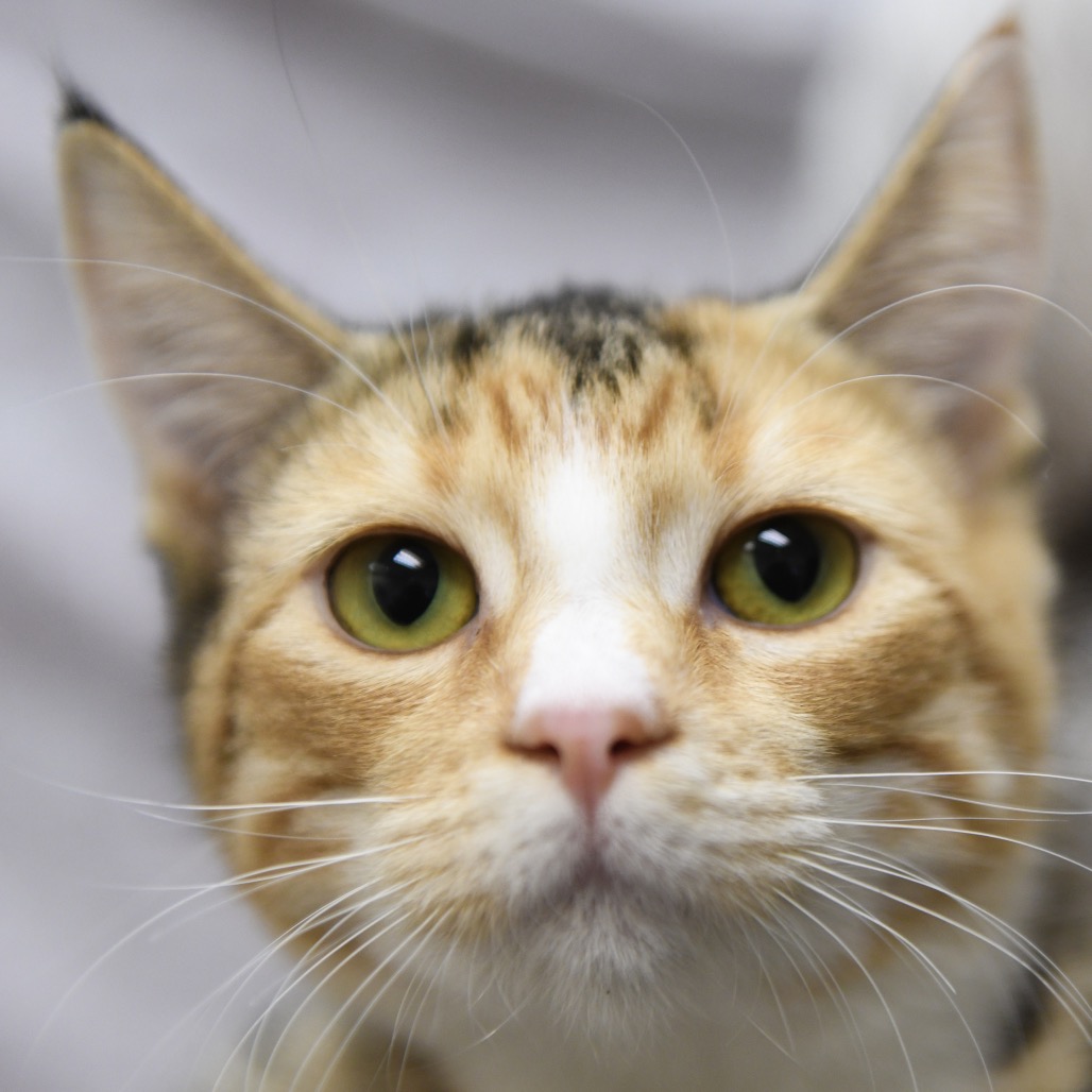 Sarah Sanderson - Domestic Medium Hair