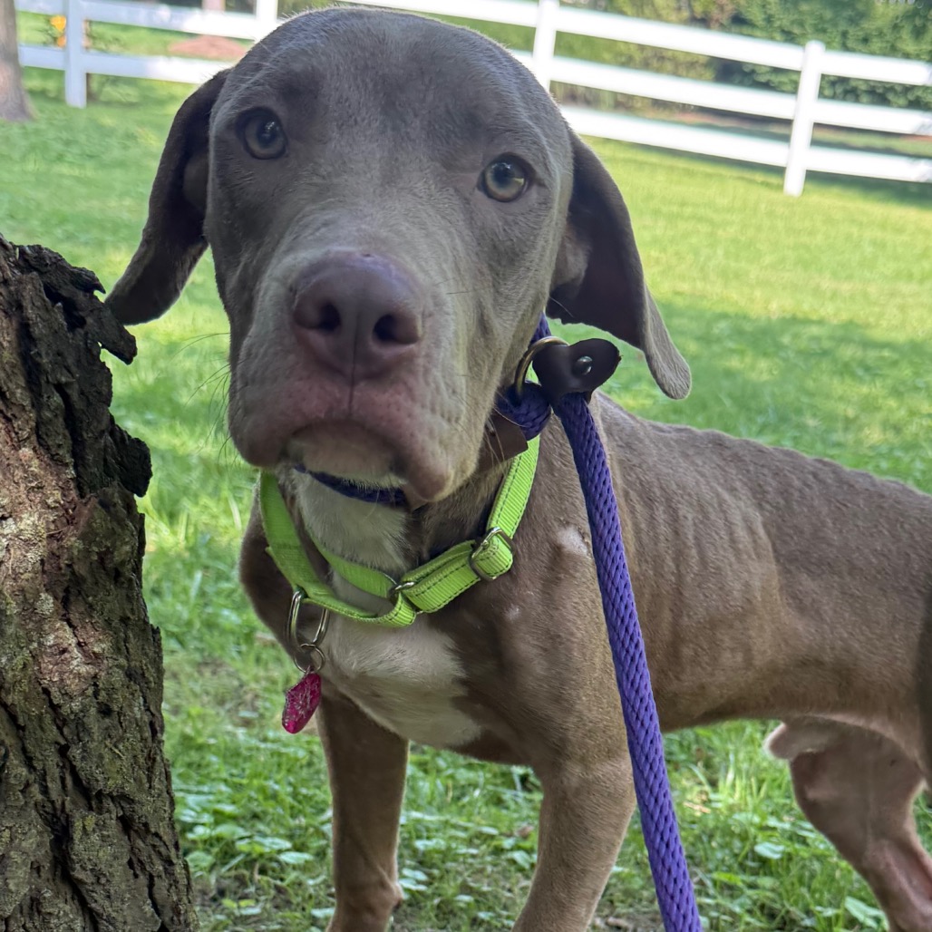 Tan Mixed Breed (Medium)/Terrier, American Pit Bull Dog