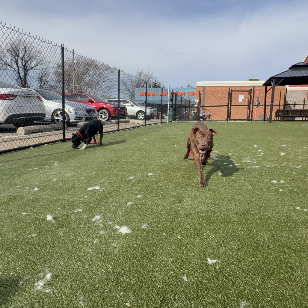 Baretta — thumbnail 5