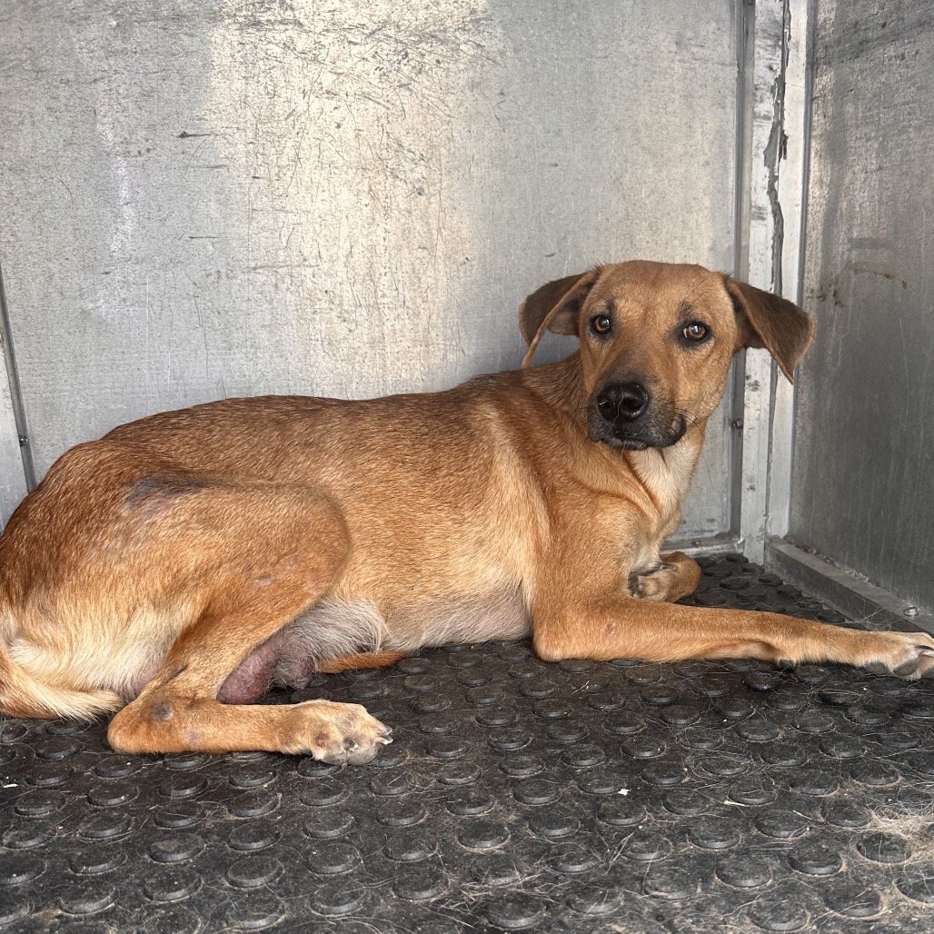 SOFIA - Shepherd / Mixed Breed (Medium) available for adoption