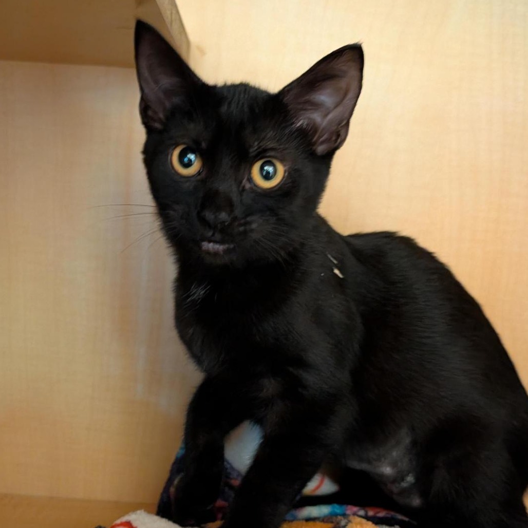 ALLY - Domestic Shorthair available for adoption