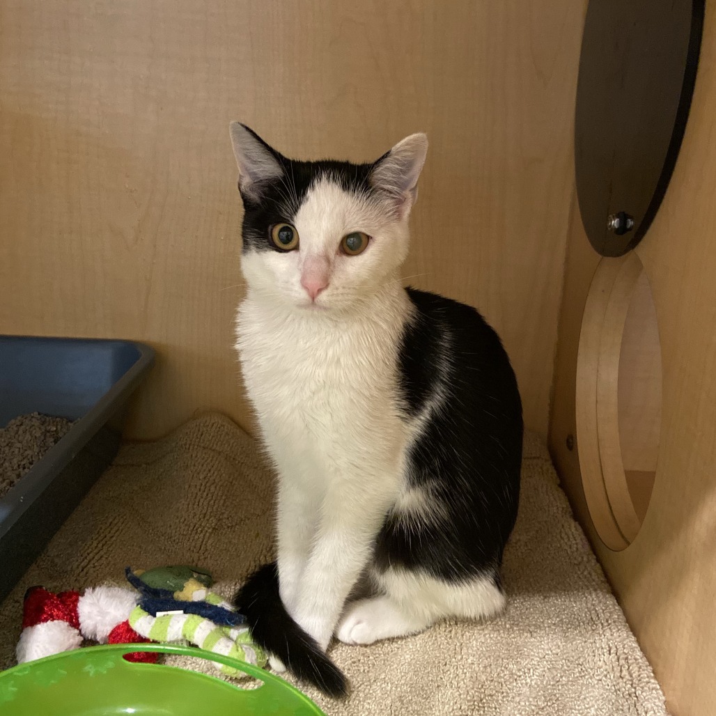 DAWN - Domestic Shorthair available for adoption