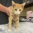 CUSTER - Domestic Shorthair available for adoption