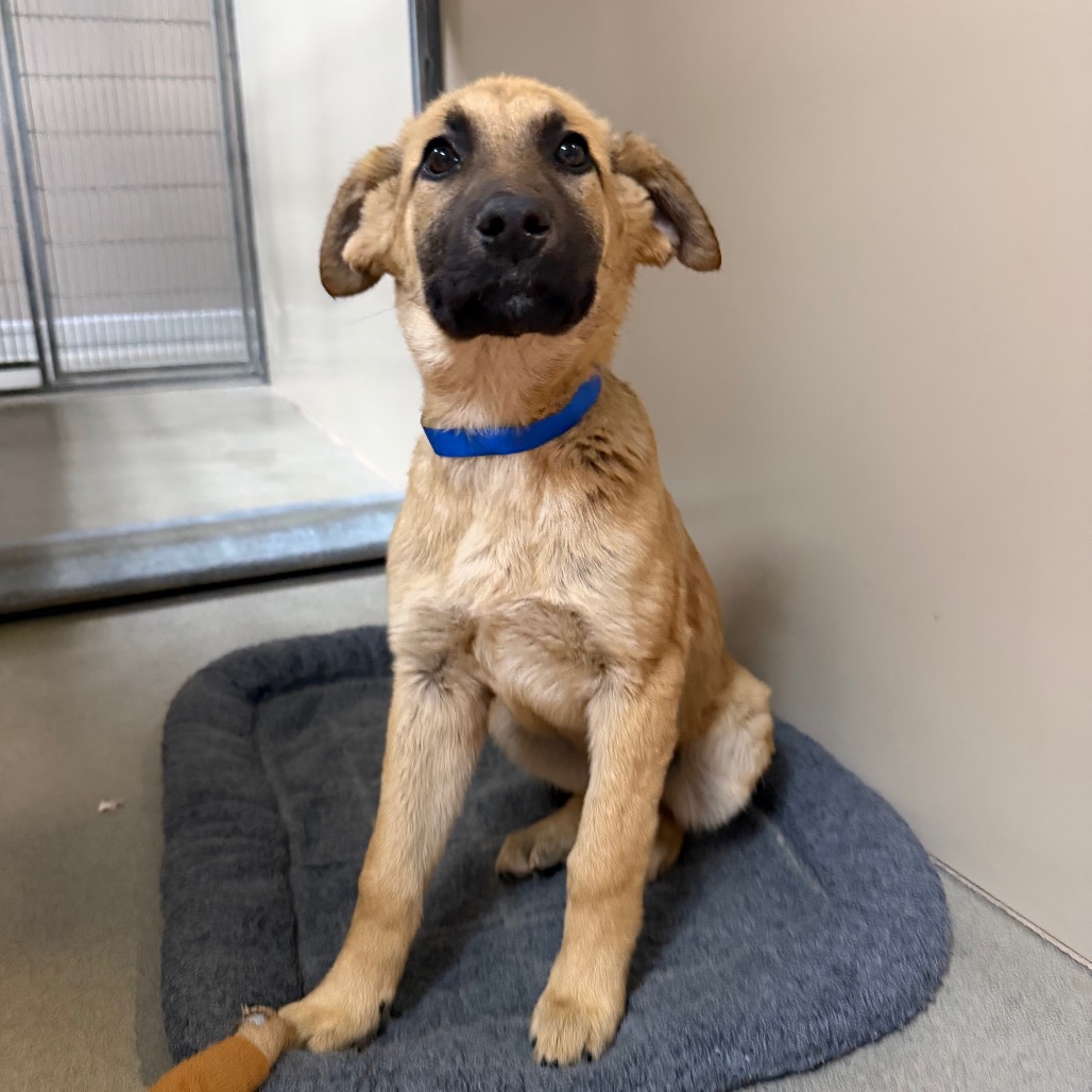 Kennel#26a(Blue)'s preview photo