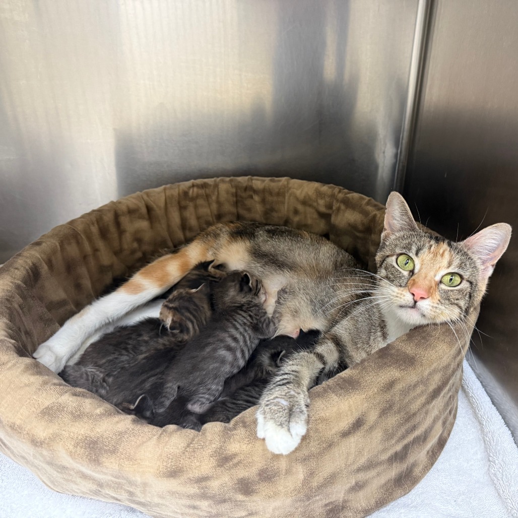 ROULETTE - Domestic Shorthair available for adoption