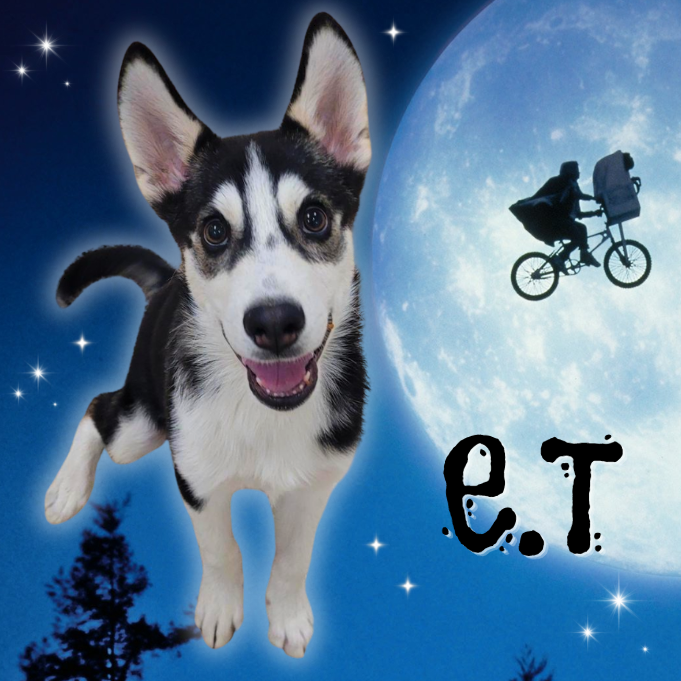 E.T. - Husky available for adoption