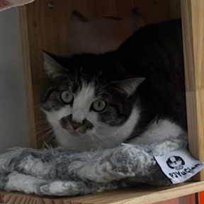 Flekka - Domestic Shorthair