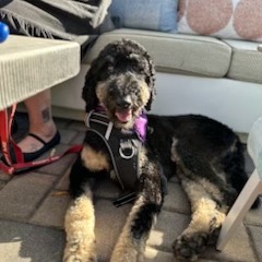Cooper, photo 9