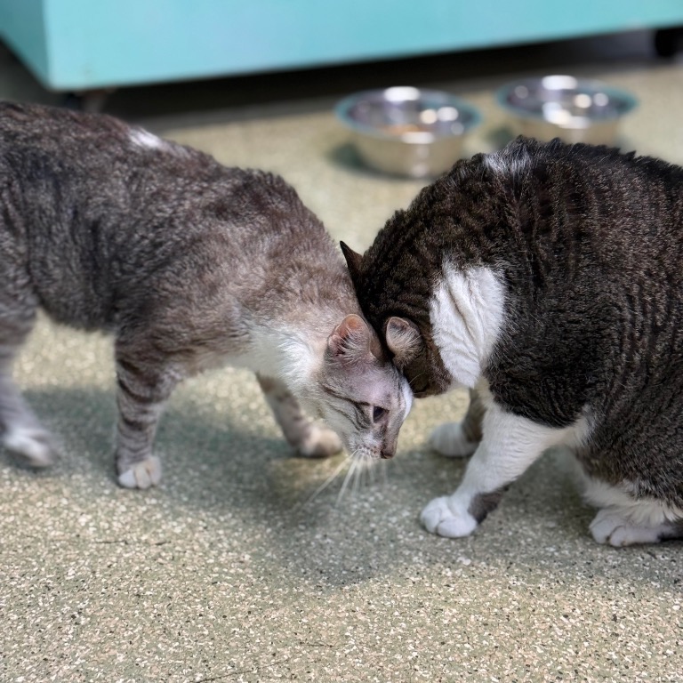 Photo of Stinker playing