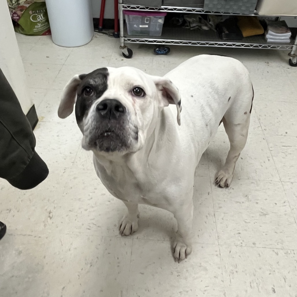 Luna — thumbnail 3