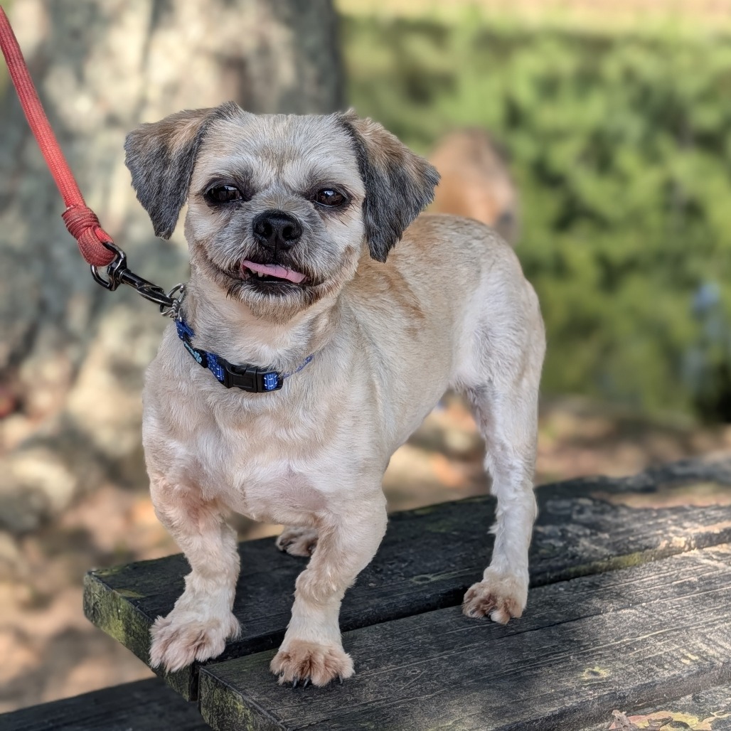 Wookiee 08-1710, photo 9