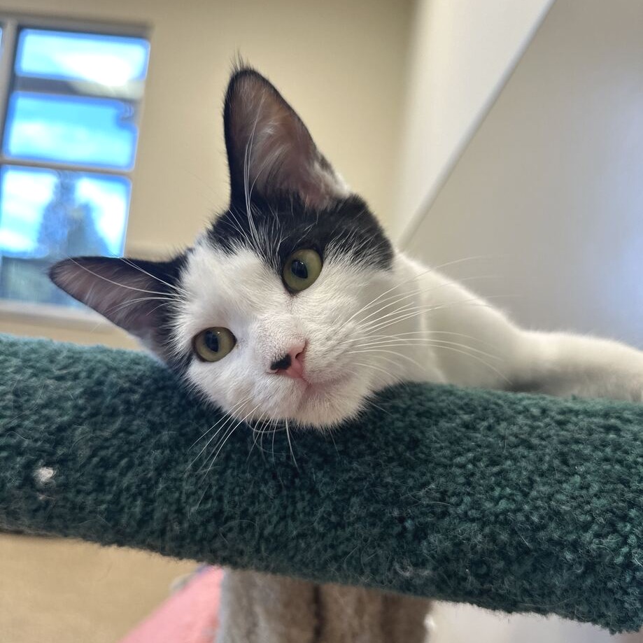 B.W. - Domestic Shorthair available for adoption
