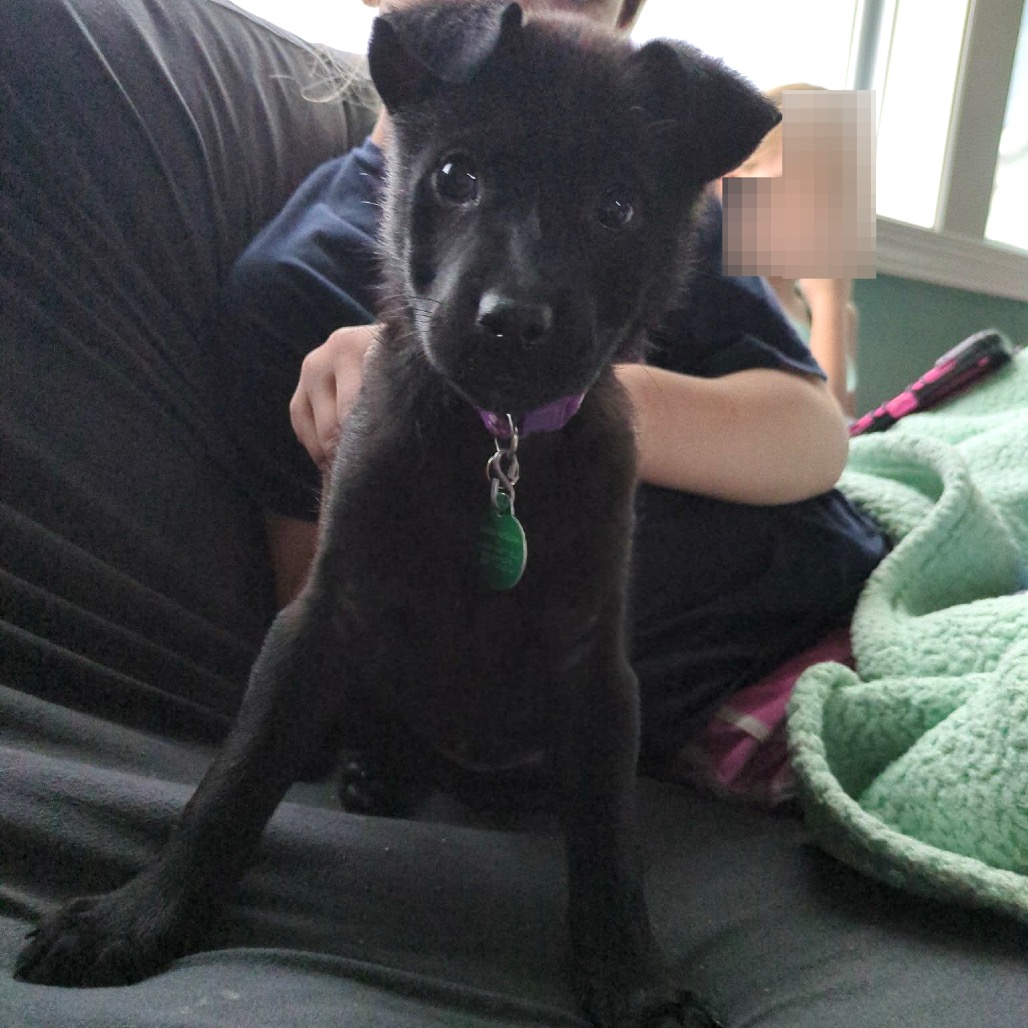 Adoptable Dogs — Rescue Network