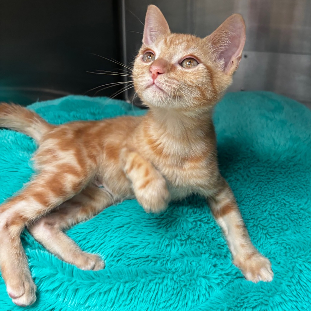 Nash photo 4