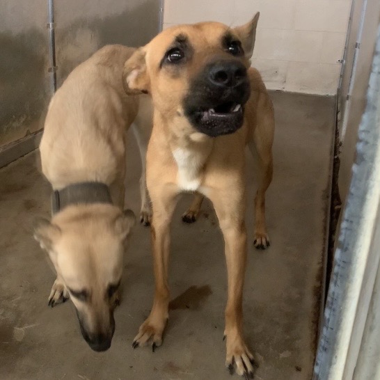 HONEY BUNCH - Retriever / Mix available for adoption