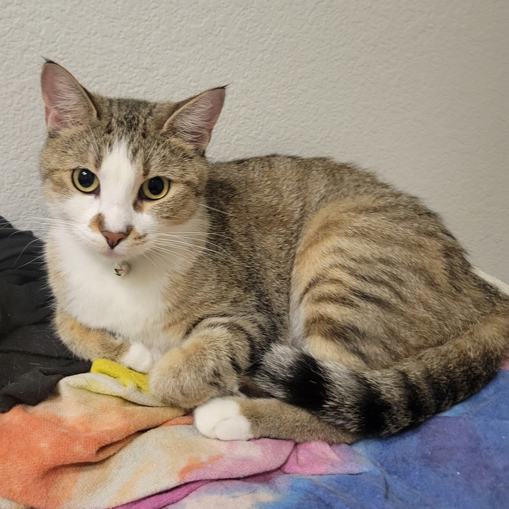 CLEO - Domestic Shorthair available for adoption