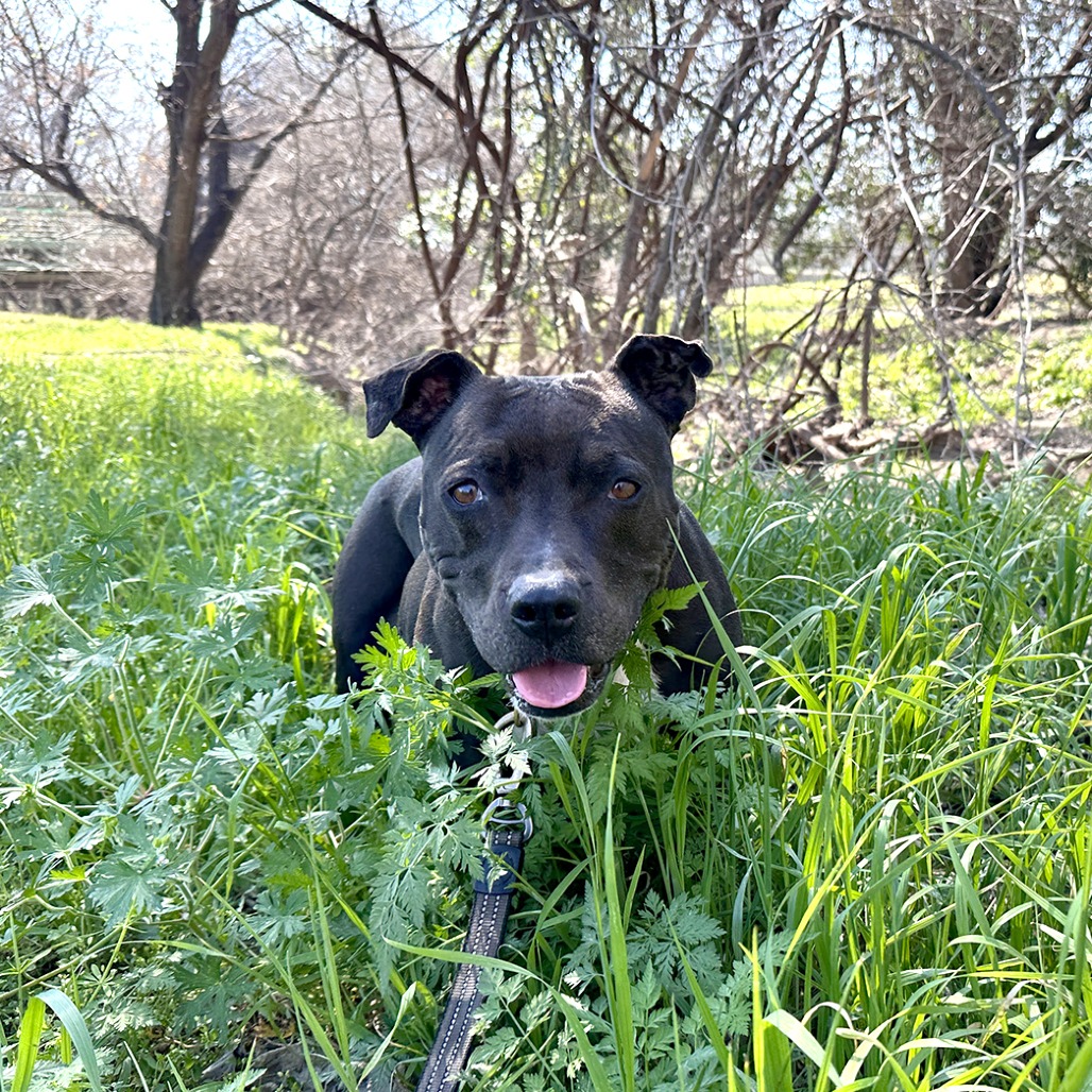 Jada, additional photo