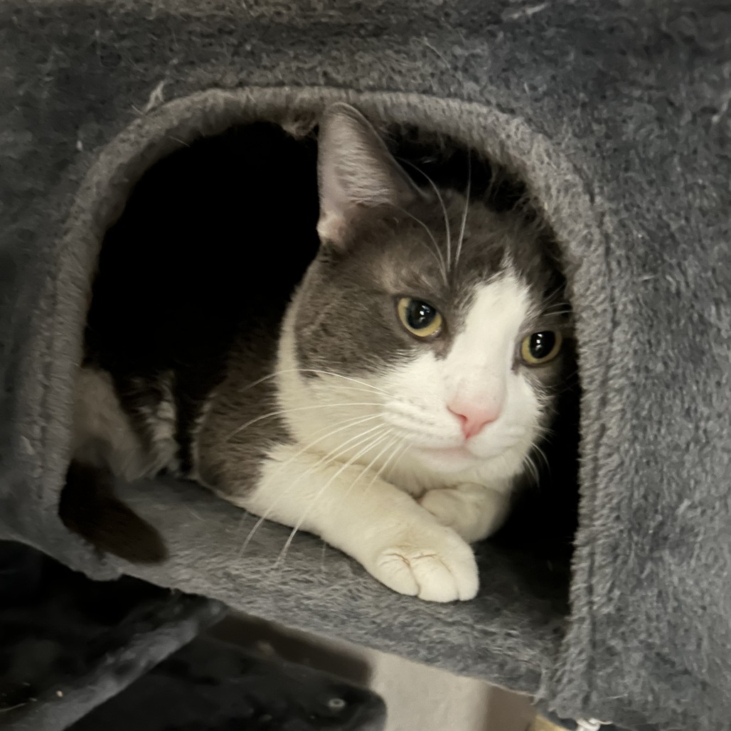 SMOKEY - Domestic Shorthair available for adoption