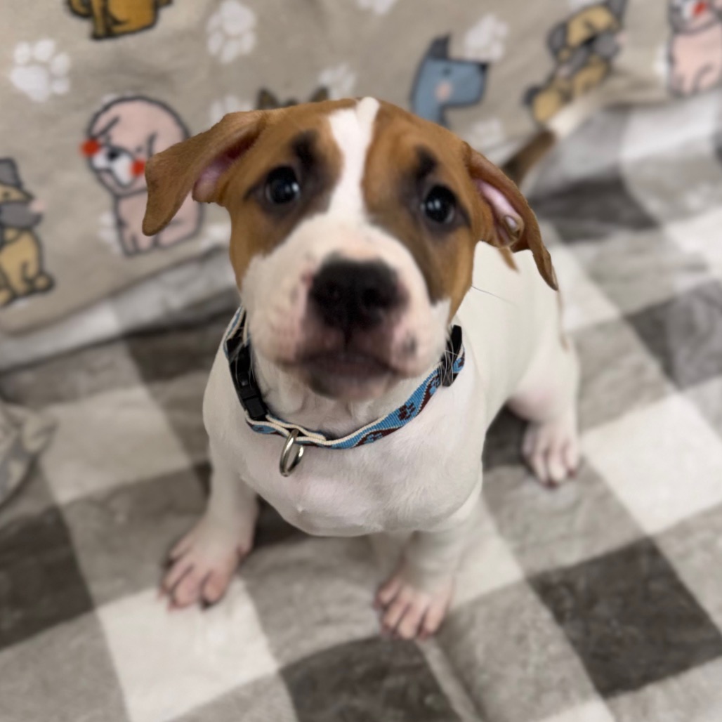 Pit Bull