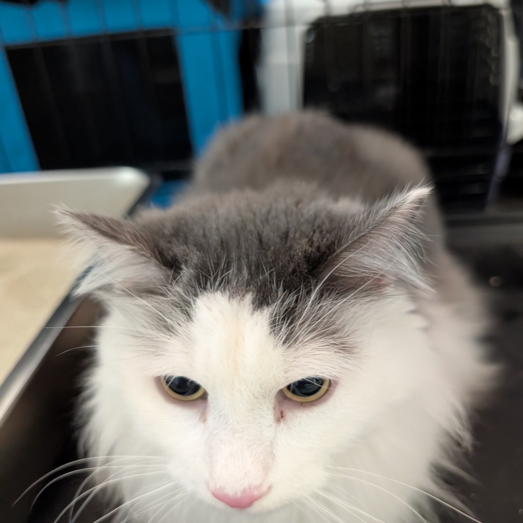 FUZZY - Domestic Longhair available for adoption