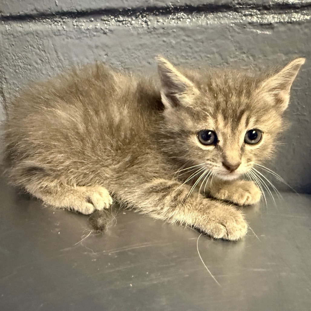 Tusc Stray 84333 2